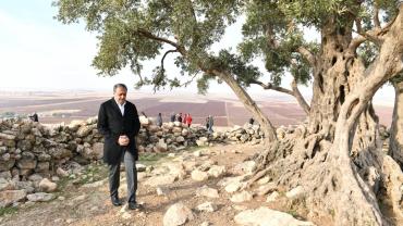 Göbeklitepe Zeytin Ağacı Çevre Düzenleme Projesi hayata geçiriliyor