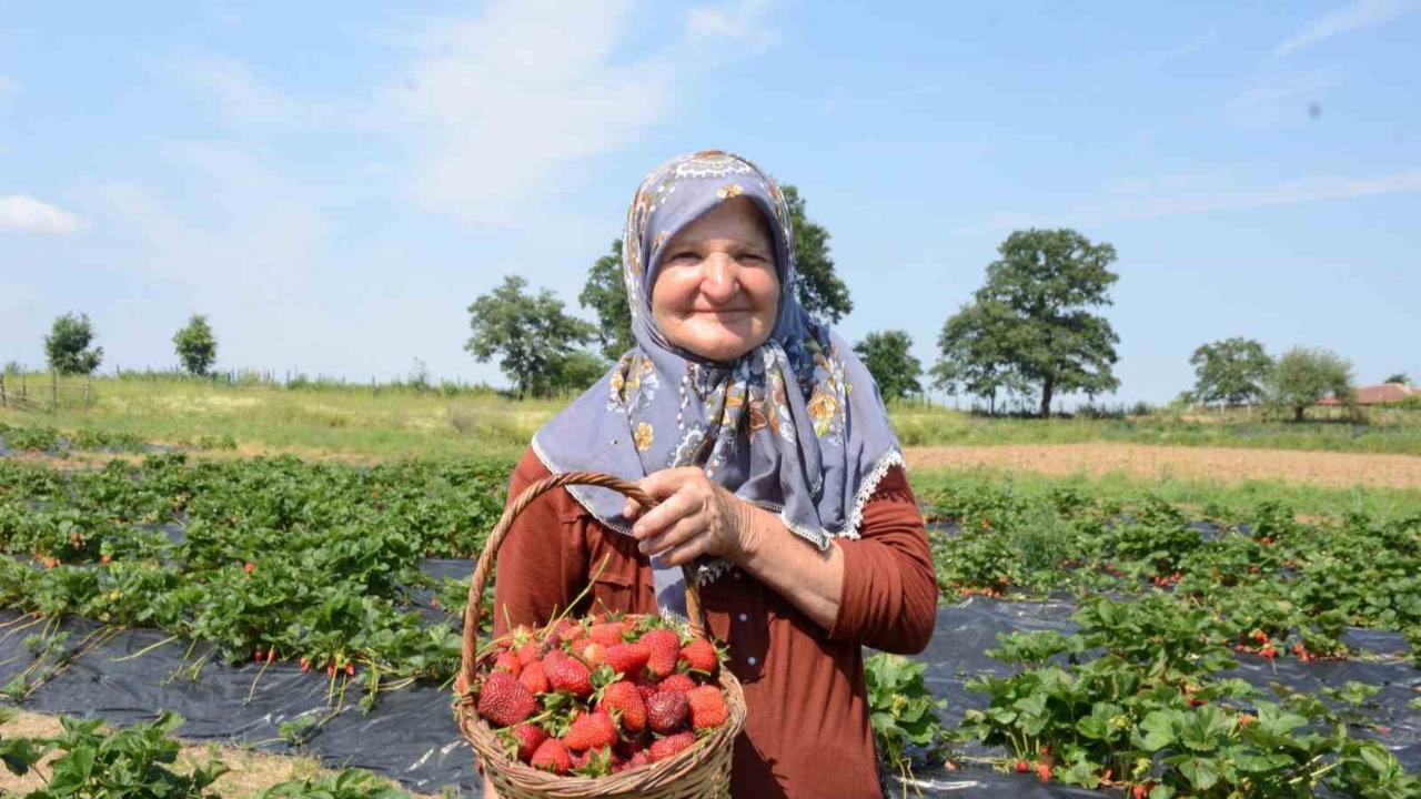 Hobi olarak 2 dönümde başladı, üretimi şimdi 42 dönüme çıktı
