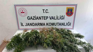 Jandarmadan uyuşturucu operasyonu
