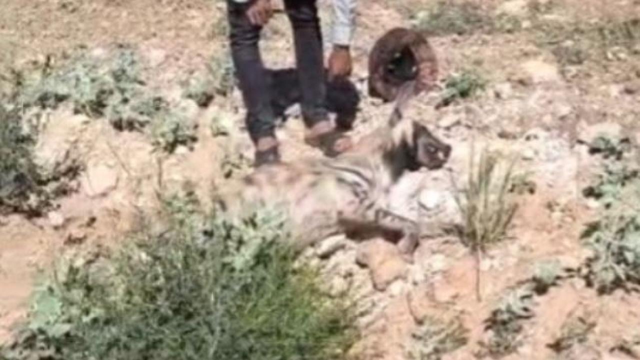 Nesli tehdit altındaki çizgili sırtlan ölü bulundu