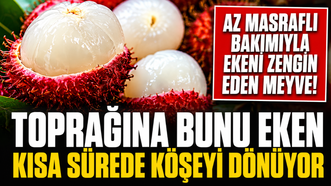 Otomatik Taslak