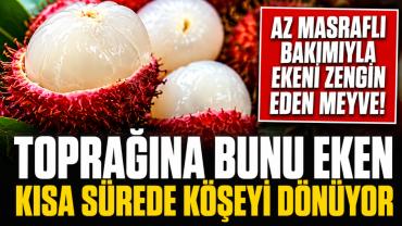 Toprağına bunu eken kısa sürede köşeyi dönüyor: Az masraflı ekeni zengin eden meyve