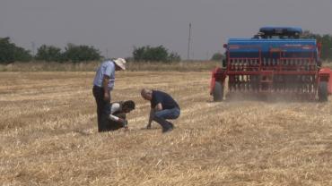 Şanlıurfa’da ’anız yakmadan üretim’ modeli yaygınlaşıyor