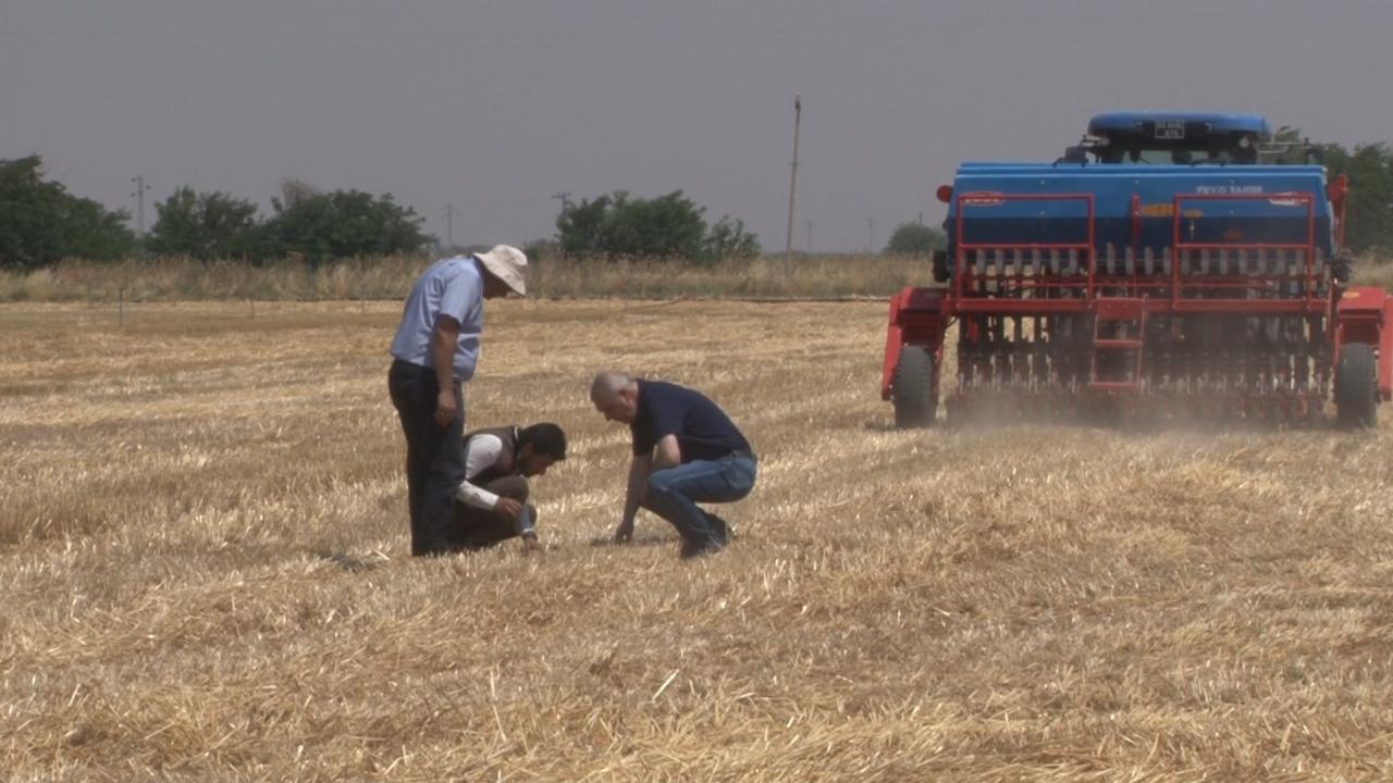 Şanlıurfa’da ’anız yakmadan üretim’ modeli yaygınlaşıyor