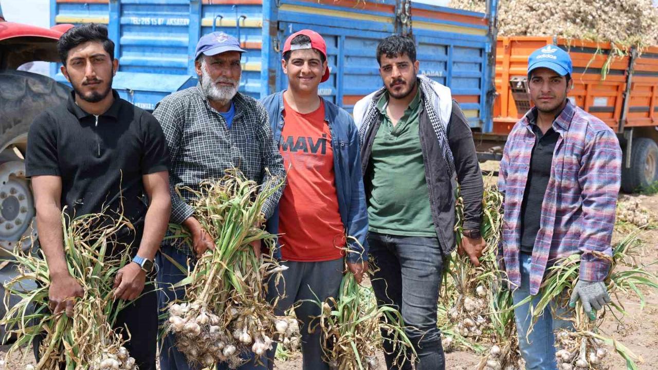 Sevdiğiyle evlenmek için tarlada başlık parası için çalışıyor