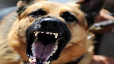 Urfa'da 6 yaşındaki çocuğa sokak köpekleri saldırdı